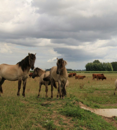 Noordwaard