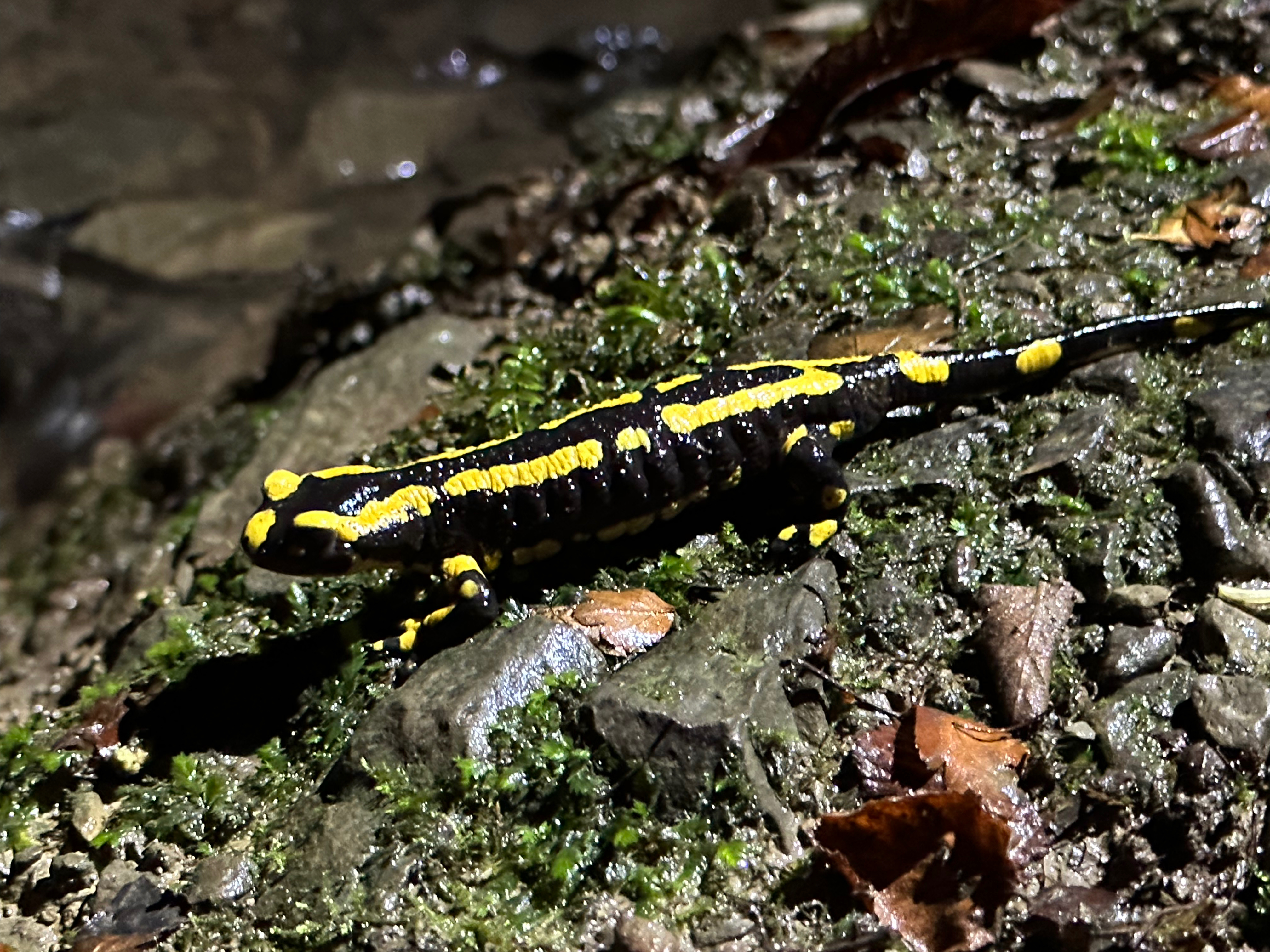 Dit is een salamander